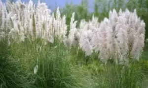Cortaderia Selloana White Pampas Grass: One Plant