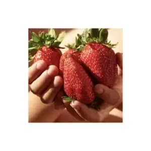 Giant Strawberry 'Colossus' x 6 plug plants