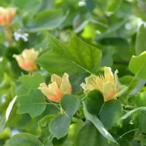 Thompson & Morgan Liriodendron (Tulip Tree) tulipifera 9cm Pot x 1