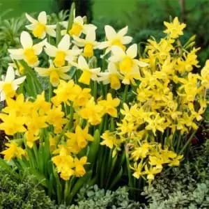 YouGarden Narcissus Miniature Mixed 35 bulbs size 8/10 - Brown