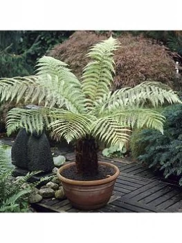 Dicksonia Antartica Tree Fern - Potted 20Cm