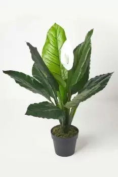 White Peace Lily in Pot, 90cm Tall