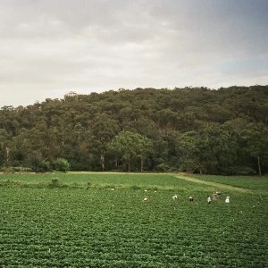 Albrecht Labrooy - Healesville Vinyl