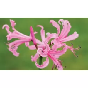 Thompson & Morgan Thompson and Morgan Nerine bowdenii Pink - 50 bulbs