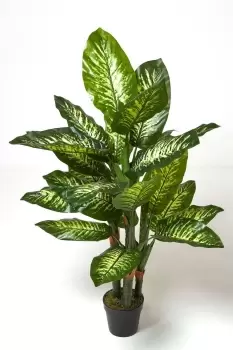 Dieffenbachia Dumb Cane Plant in Pot, 150cm Tall