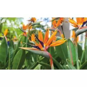 Thompson & Morgan Thompson and Morgan Strelitzia Bird Of Paradise 9cm Pot x 2