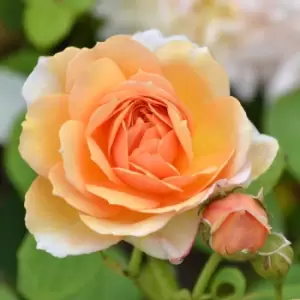 YouGarden Rose 'Clair Renaissance'