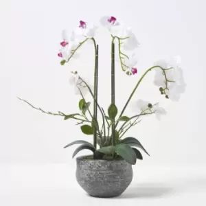 Homescapes - White Orchid 52cm Phalaenopsis in Cement Pot Extra Large, 5 Stems - White