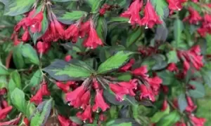 Weigela Camouflage 9cm Pot x 3