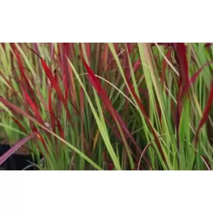 Thompson & Morgan Thompson and Morgan Imperata - Red Baron - 9cm x3