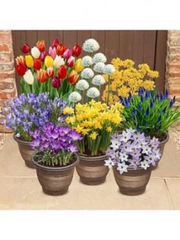 Complete 300 Bulb Garden - 7 Varieties Autumn Planting For Spring Colour