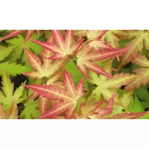 Thompson & Morgan Thompson and Morgan Acer palmatum Orange Beauty (Dream) 10.5cm Pot x 2