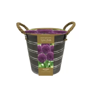 Outdoor Allium Bucket