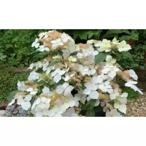 Thompson & Morgan Thompson and Morgan Hydrangea Cloud Nine 9cm Pot x 2 Inc: