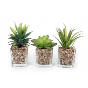 Assorted Glass Succulent Pots (One Random Supplied)