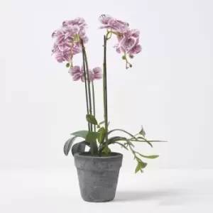 Homescapes - Pink and White Orchid 50cm Phalaenopsis in Cement Pot - Pink & White