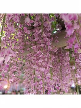 Grafted Wisteria Pink 2L Pot 60Cm On Canes