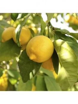 Large Lemon 'Eureka' Tree 6.5L With Pinecone Planter & Citrus Feed
