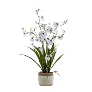 Crossland Grove Potted Oncidium Orchid (real Touch) White H640Mm