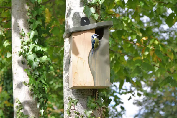 Wildlife World Simon King Curve Cavity Nest Box