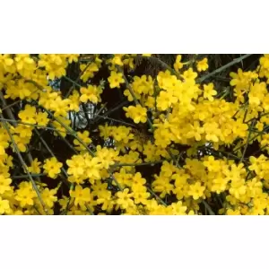 Thompson & Morgan Thompson and Morgan Winter Jasmine 9cm Pot x 3