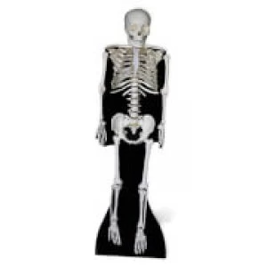 Skeleton Lifesize Cardboard Cut Out