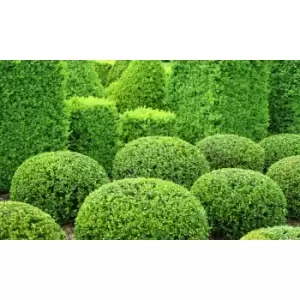 Thompson & Morgan Thompson and Morgan Box Hedging 9cm pot - 25 plants