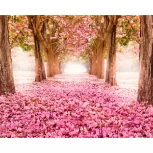 Origin Murals Blossom Trees Rose Pink Wall Mural - 3.5m x 2.8m