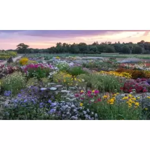 Thompson & Morgan Thompson and Morgan Nurserymans Choice Perennial Cottage Garden Collection x 9