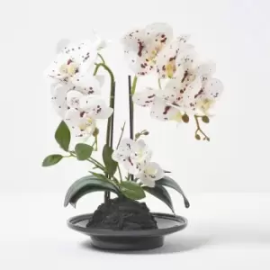 Homescapes - White Orchid 36cm Phalaenopsis in Ceramic Pot - White