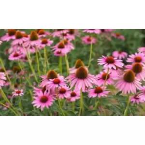 Thompson & Morgan Thompson and Morgan Echinacea Purpurea 3 Bare Roots Size 1