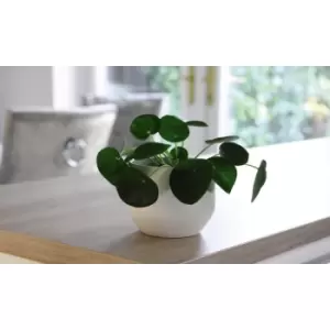 Thompson & Morgan Thompson and Morgan Pilea - Chinese Money Plant 11cm Pot x 2