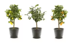 Lemon Lime and Orange Plants: Lime Tree