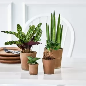 Thompson & Morgan Thompson and Morgan New Home Houseplant Collection - 4 plants