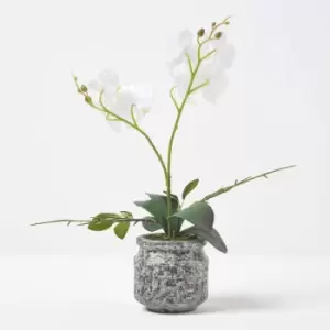 Homescapes - White and Yellow Orchid 42cm Phalaenopsis in Cement Pot - White & Yellow