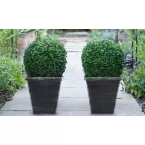 Thompson & Morgan Thompson and Morgan Buxus Sempervivum Ball (Diameter 28-30cm) 23cm Pot x 2 plant