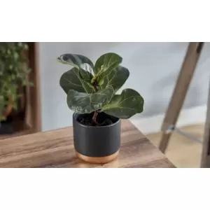 Thompson & Morgan Thompson and Morgan Ficus lyrata 'Compacta' (House Plant) 9cm x 3