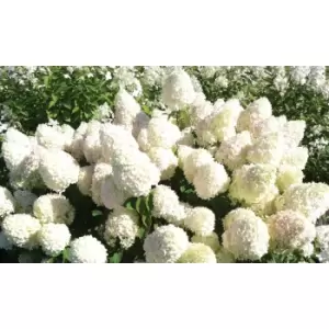 Thompson & Morgan Thompson and Morgan Hydrangea paniculata 'Limelight' 9cm pot - 2 plant