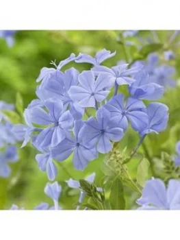 Plumbago 2L 70Cm