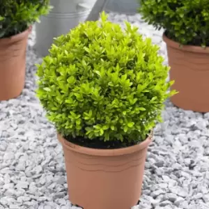 YouGarden Pair Of Buxus Balls 20-25Cm Diameter