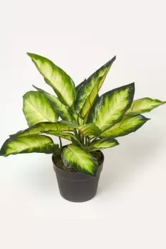 Dieffenbachia Dumb Cane Plant in Pot, 50cm Tall