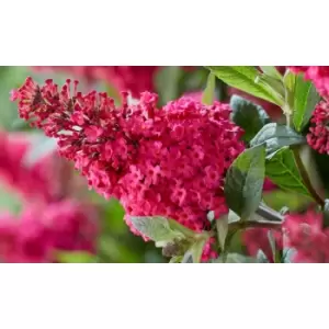 Thompson & Morgan Thompson and Morgan Buddleja Butterfly Candy Little Lilia 9cm Pot x 1