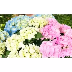 Thompson & Morgan Thompson and Morgan Hydrangea Three Sisters 2 Litre Pot x 1