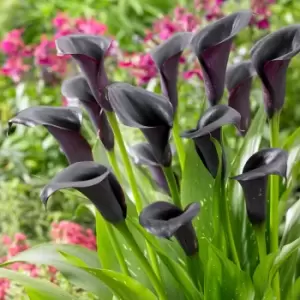 Yougarden Zantedschia Cantor (Black Calla Lily) x 3 Bulbs