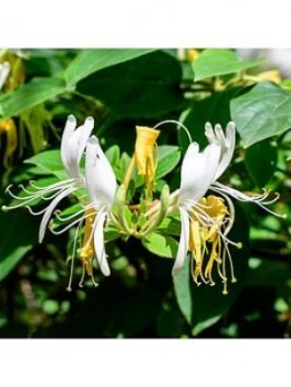 Lonicera 'Honey Baby' 3L