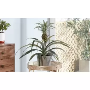 Thompson & Morgan Thompson and Morgan Pineapple Plant (House Plant) - 12cm pot x 2