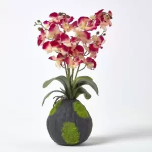 Cream and Pink Phalaenopsis Artificial Orchid with Natural Base, 60cm Tall - Pink & Cream - Pink & Cream - Pink & Cream - Homescapes