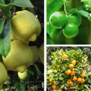 Thompson & Morgan Thompson and Morgan Citrus Tree Collection - Lemon Lime and Orange