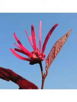 Loropetalum 'Firedance' 3X9Cm Pots