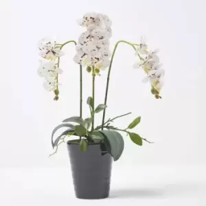 White Orchid 56cm Phalaenopsis in Ceramic Pot - White - Homescapes